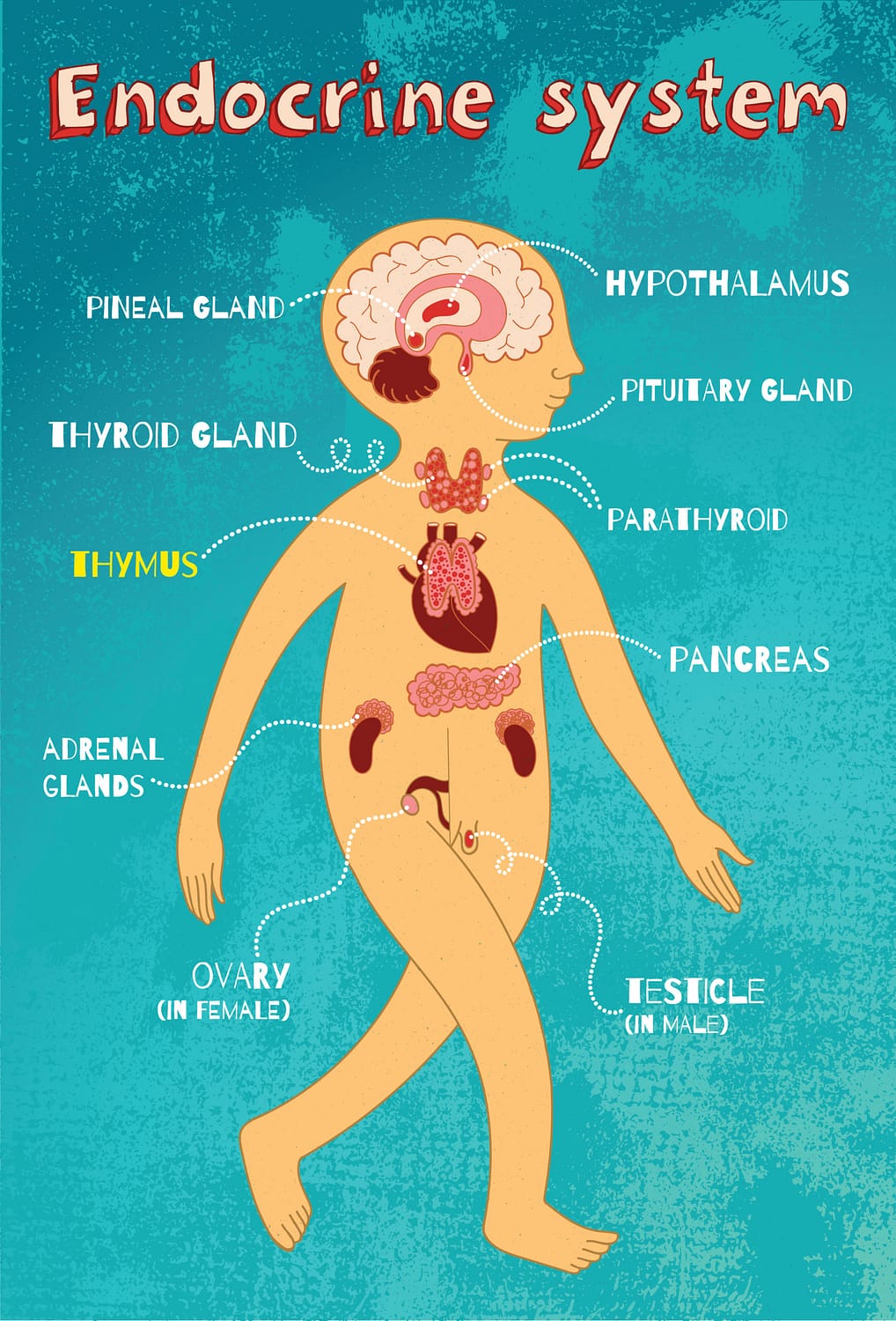 le-thymus